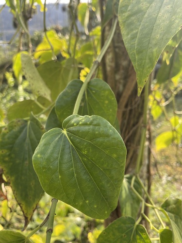 Foto de Folha-de-betel