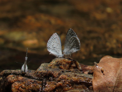 Celastrina echo gozora