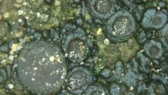 Enchylium coccophorum