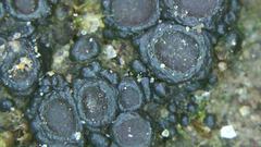 Enchylium coccophorum