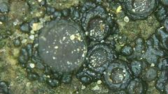 Enchylium coccophorum