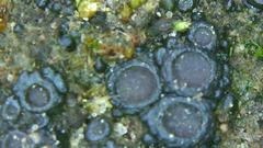 Enchylium coccophorum