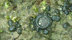 Enchylium coccophorum