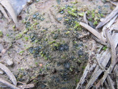 Enchylium coccophorum