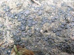 Enchylium coccophorum