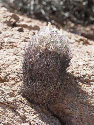 Eriosyce bulbocalyx