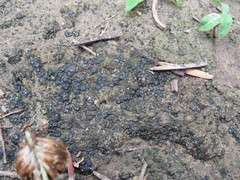 Enchylium coccophorum