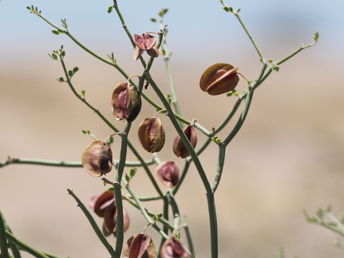 Bulnesia retama
