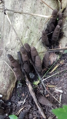 Xylaria
