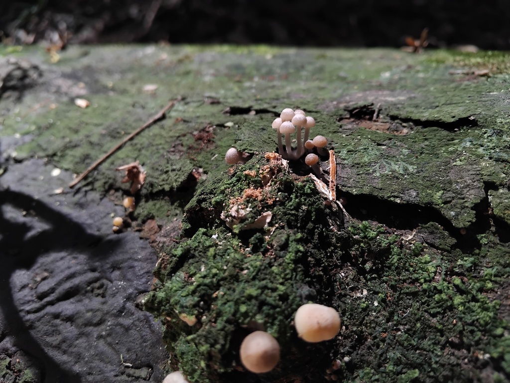 Favolaschia manipularis · January 2025 · photo: © sofiazed1 (iNaturalist, cc-by)