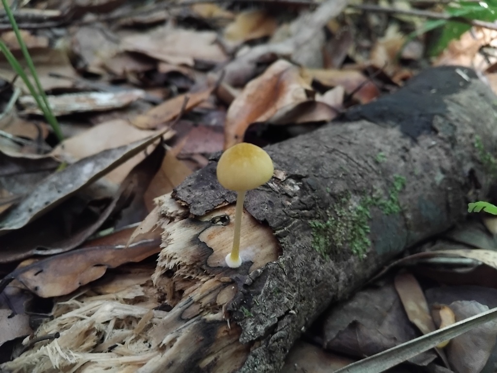 Pluteus hubregtseorum · January 2025 · photo: © sofiazed1 (iNaturalist, cc-by)
