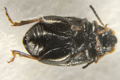 Chaetocnema concinna