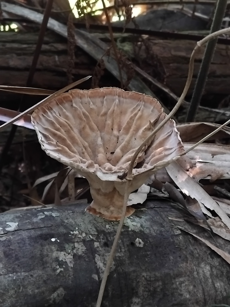 Cymatoderma elegans · January 2025 · photo: © sofiazed1 (iNaturalist, cc-by)