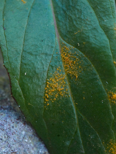 Pucciniastrum pustulatum