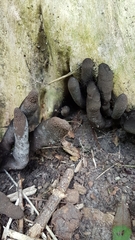 Xylaria