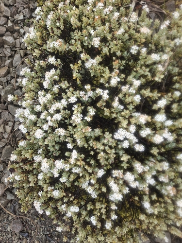 Veronica pinguifolia, photograph 3
