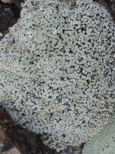 Image of Raoulia mammillaris by (c) Julia Palmer, some rights reserved (CC BY)