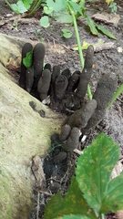 Xylaria