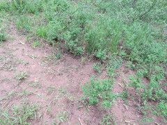 Enchylium coccophorum