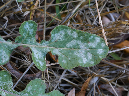 Erysiphe radulescui