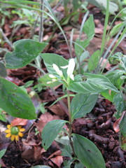 Spigelia humboldtiana