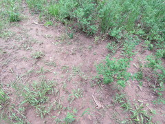 Enchylium coccophorum