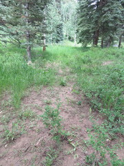 Enchylium coccophorum