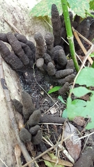 Xylaria