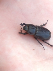 Hemiphileurus illatus