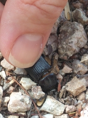 Hemiphileurus illatus