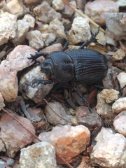 Hemiphileurus illatus