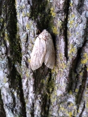 Lymantria dispar