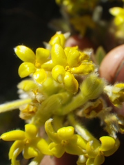 Lasiosiphon burchellii