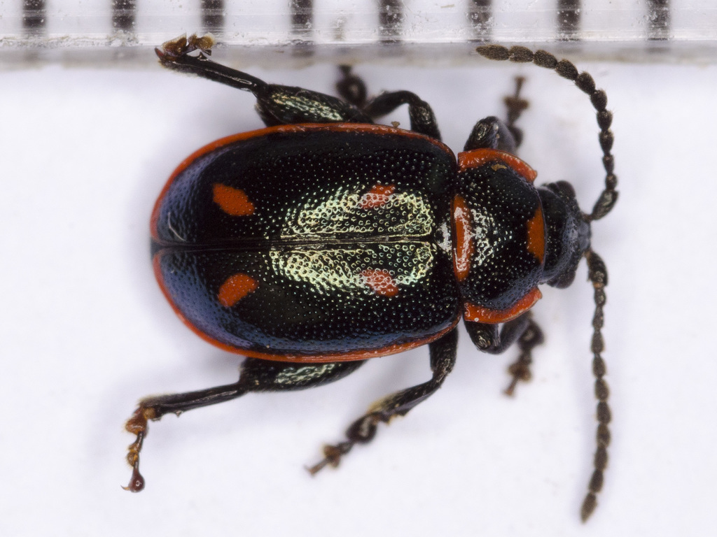 Oedionychis cincta