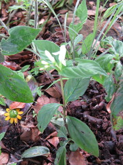 Spigelia humboldtiana