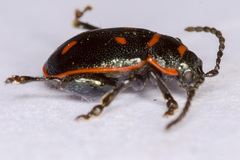 Oedionychis cincta