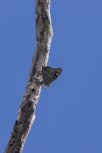 Genoveva Azure