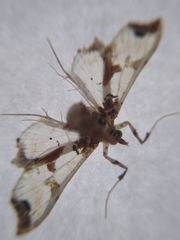 Neoleucinodes