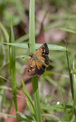 Checkered Grass-skipper