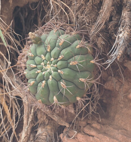 Gymnocalycium saglionis