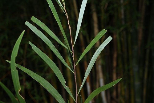 Image of Acacia maidenii by (c) Greg Tasney, some rights reserved (CC BY-SA)