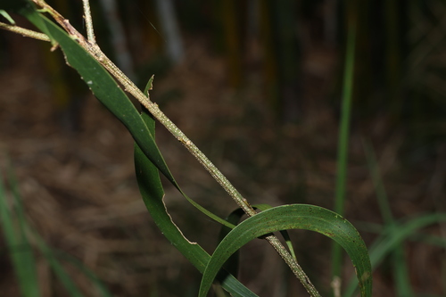 Image of Acacia maidenii by (c) Greg Tasney, some rights reserved (CC BY-SA)