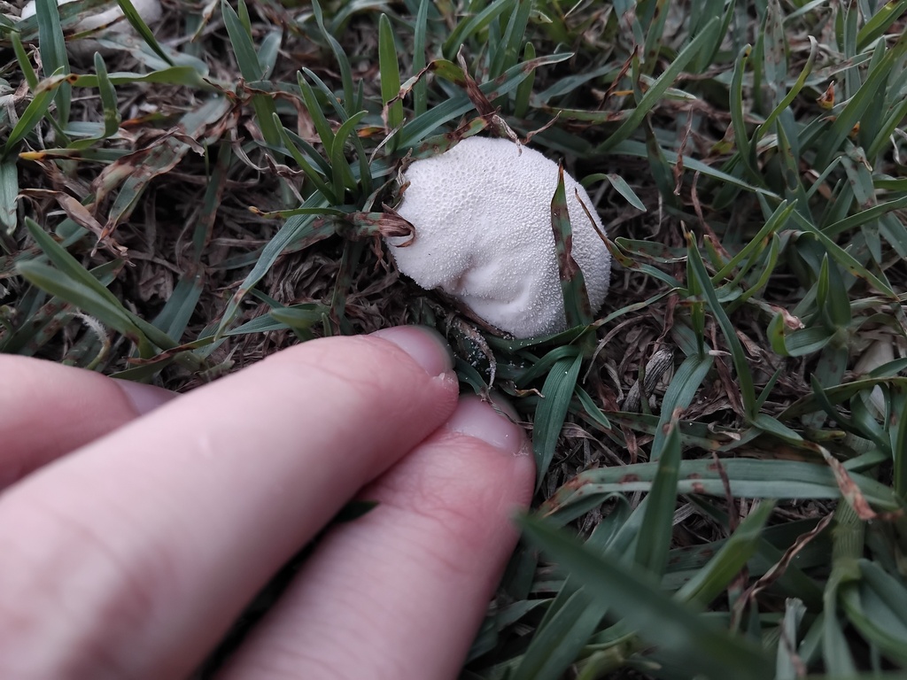 Lycoperdon pratense · January 2025 · photo: © sofiazed1 (iNaturalist, cc-by)