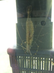 Palaemon macrodactylus