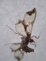 Neoleucinodes