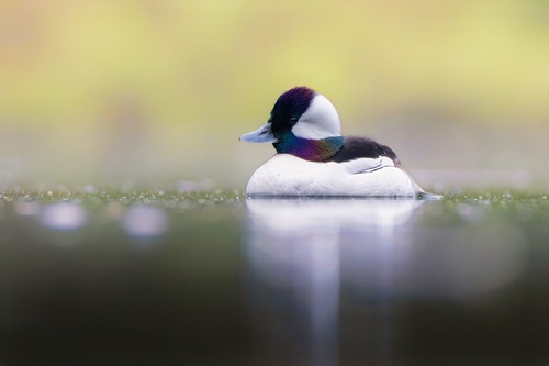 Porrón albeola (Bucephala albeola)