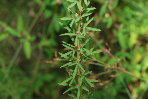 Lespedeza juncea iNat (3)