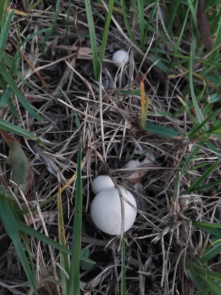 Lycoperdon pratense · January 2025 · photo: © sofiazed1 (iNaturalist, cc-by)