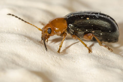 Podagrica fuscicornis