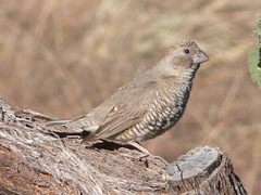 Amadina erythrocephala